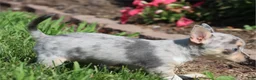 Chihuahua dogs for sale: Chihuahua 1 - Ad 3