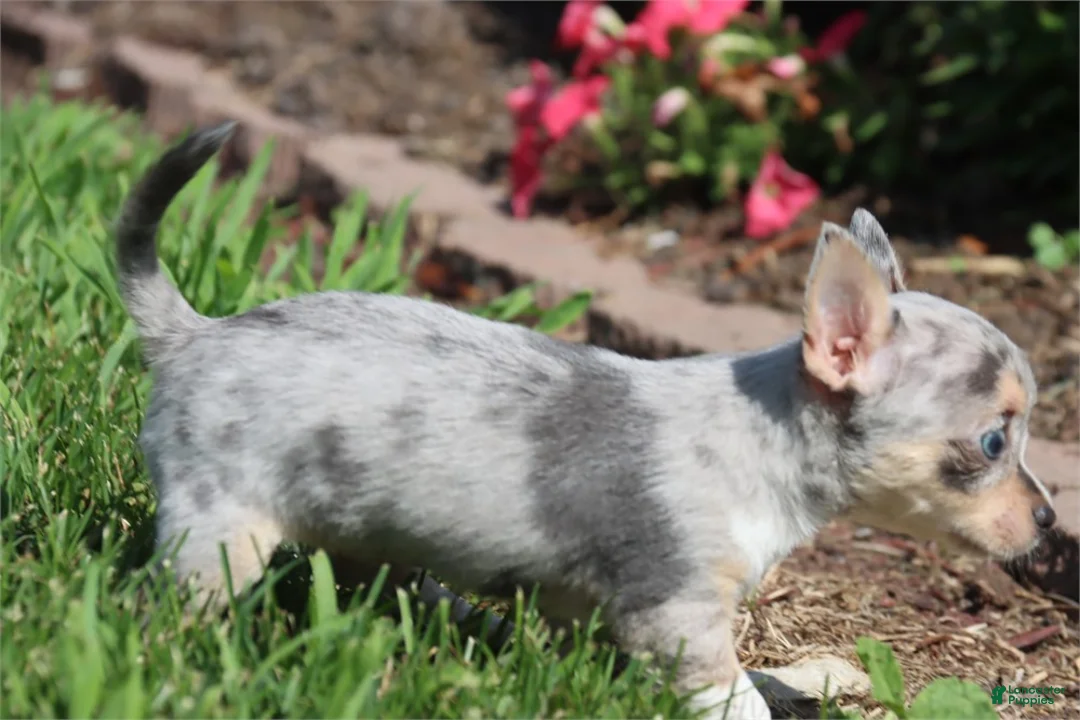 Chihuahua dogs for sale: Chihuahua 1 - Ad 3