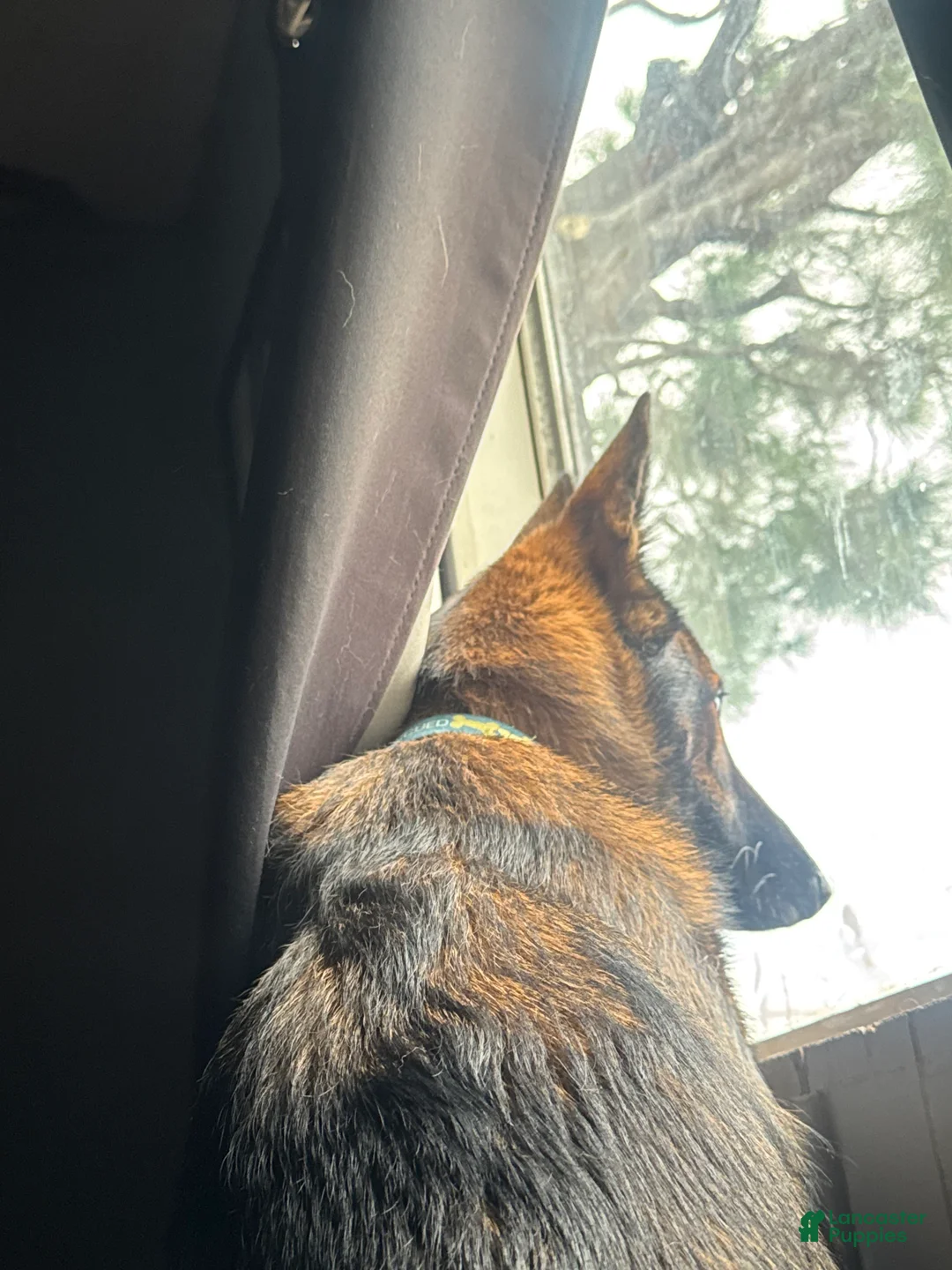 Mixed Breed dogs for sale: Mixed Breed Puppy 1 - Ad 1