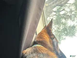 Mixed Breed dogs Mixed Breed Puppy 1 - Ad 14