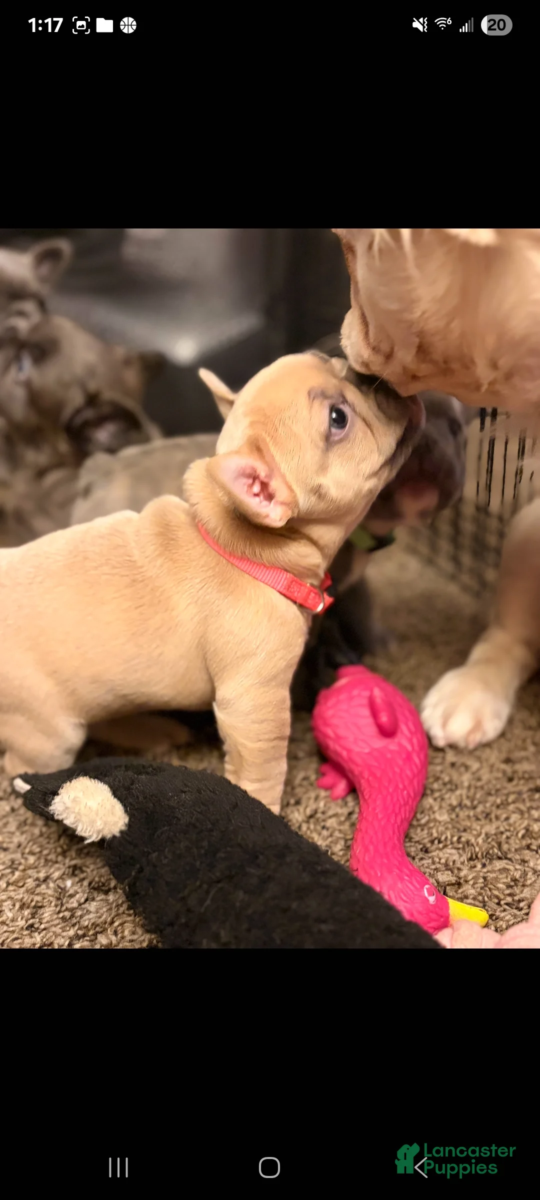 French Bulldog dogs for sale: Stormy - Ad 22