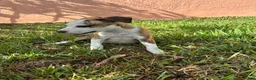 Mixed Breed dogs for sale: Mixed Breed 1 - Ad 4