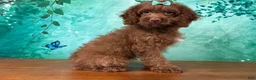 Cockapoo dogs for sale: Honey - Ad 2
