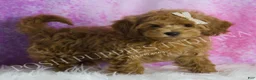 Maltipoo dogs for sale: Felicia - Ad 4