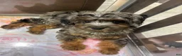 Mini Aussiedoodle dogs for sale: Stella - Ad 2
