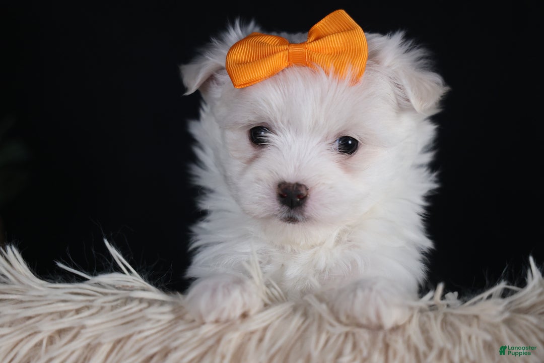Maltese dogs for sale: APOLLO - Ad 6