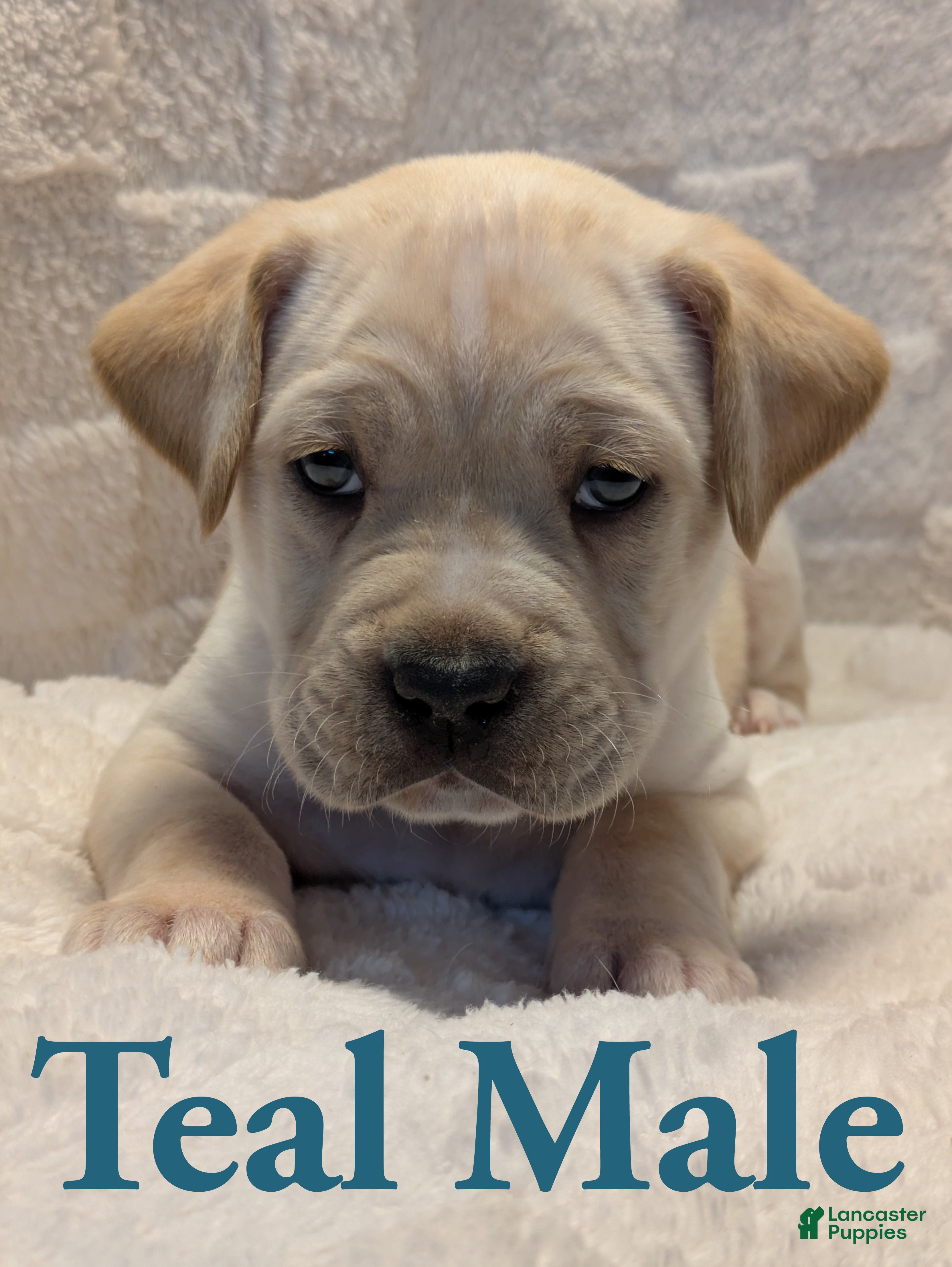 Cane Corso dogs Teal - Ad 12
