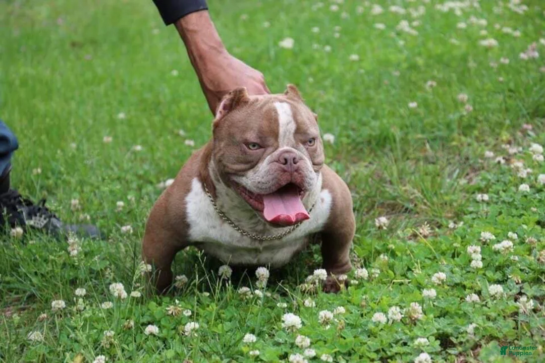 Gallery Image {{count}}