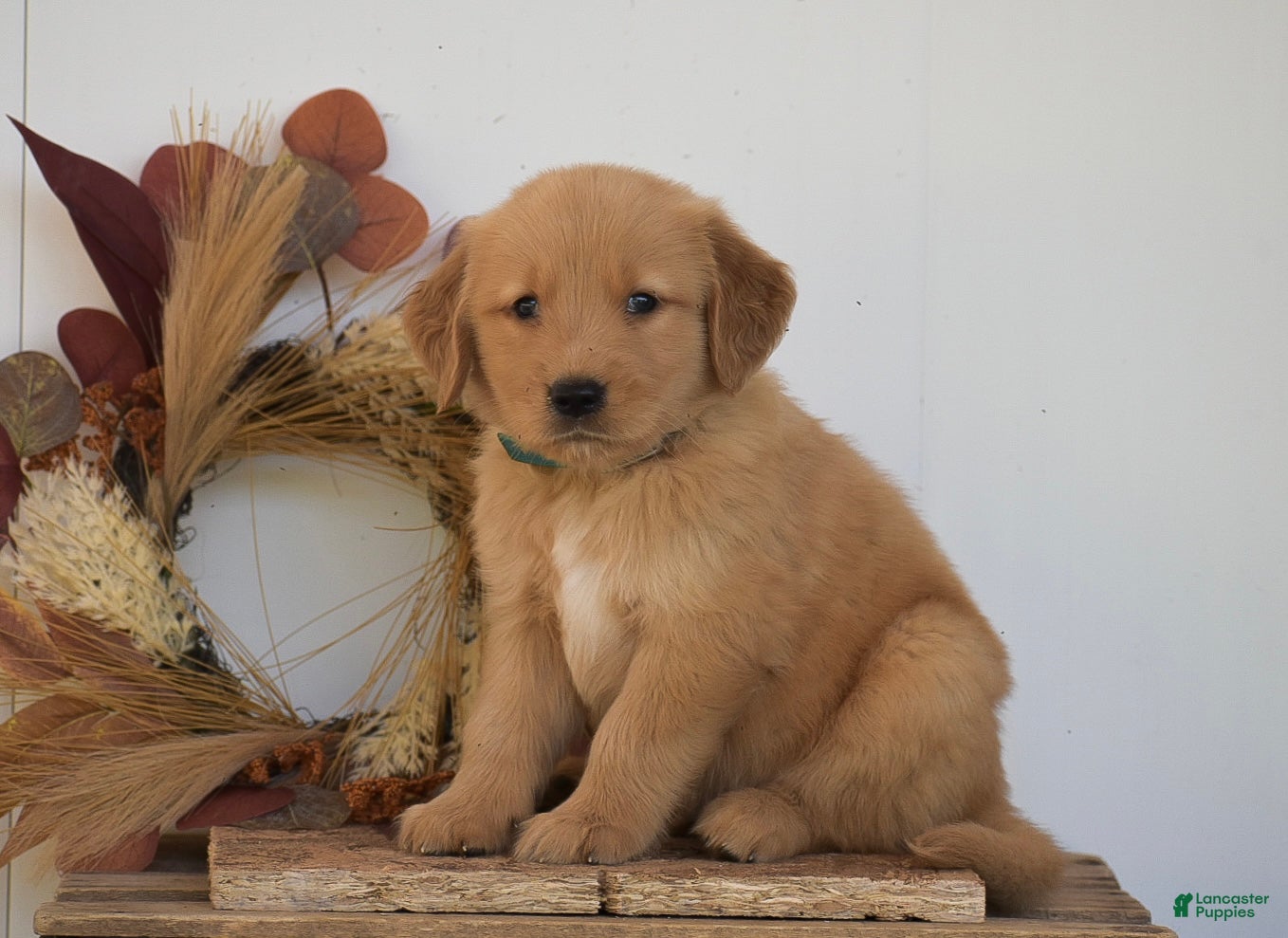 Golden Retriever dogs Kayson - Ad 2