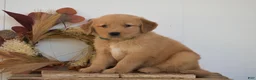 Golden Retriever dogs for sale: Kayson - Ad 2