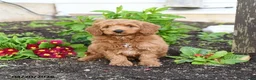 Mini Goldendoodle dogs for sale: Danny - Ad 2