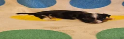 Chihuahua dogs for sale: Checker - Ad 10