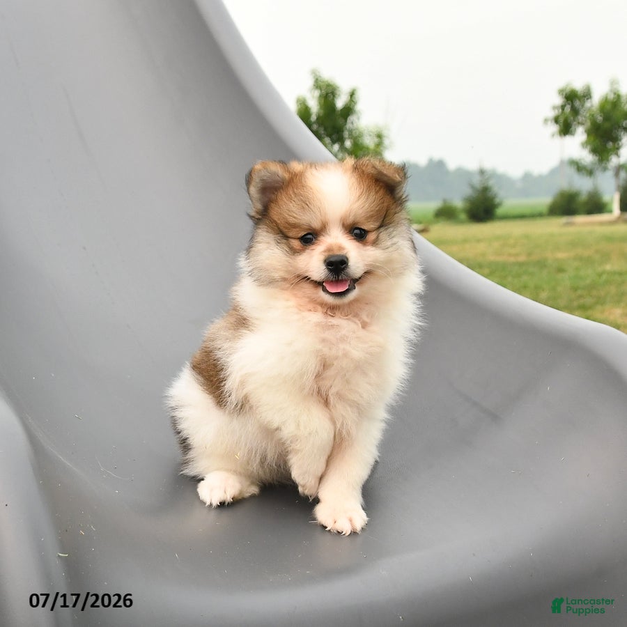 Pomeranian dogs Merle - Ad 2