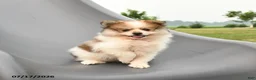 Pomeranian dogs for sale: Merle - Ad 2