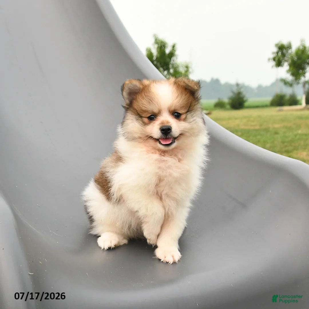 Pomeranian dogs for sale: Merle - Ad 2