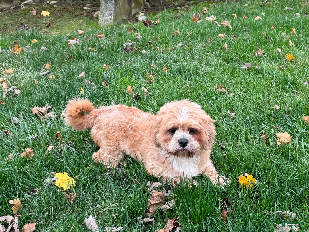 Lhasa Apso dogs for sale: Corey - Ad 5