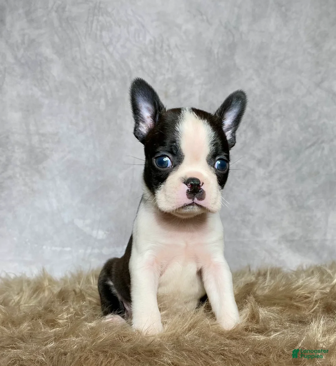 Boston Terrier dogs for sale: Milo  - Ad 8