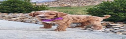 Goldendoodle dogs for sale: Daisy - Ad 10