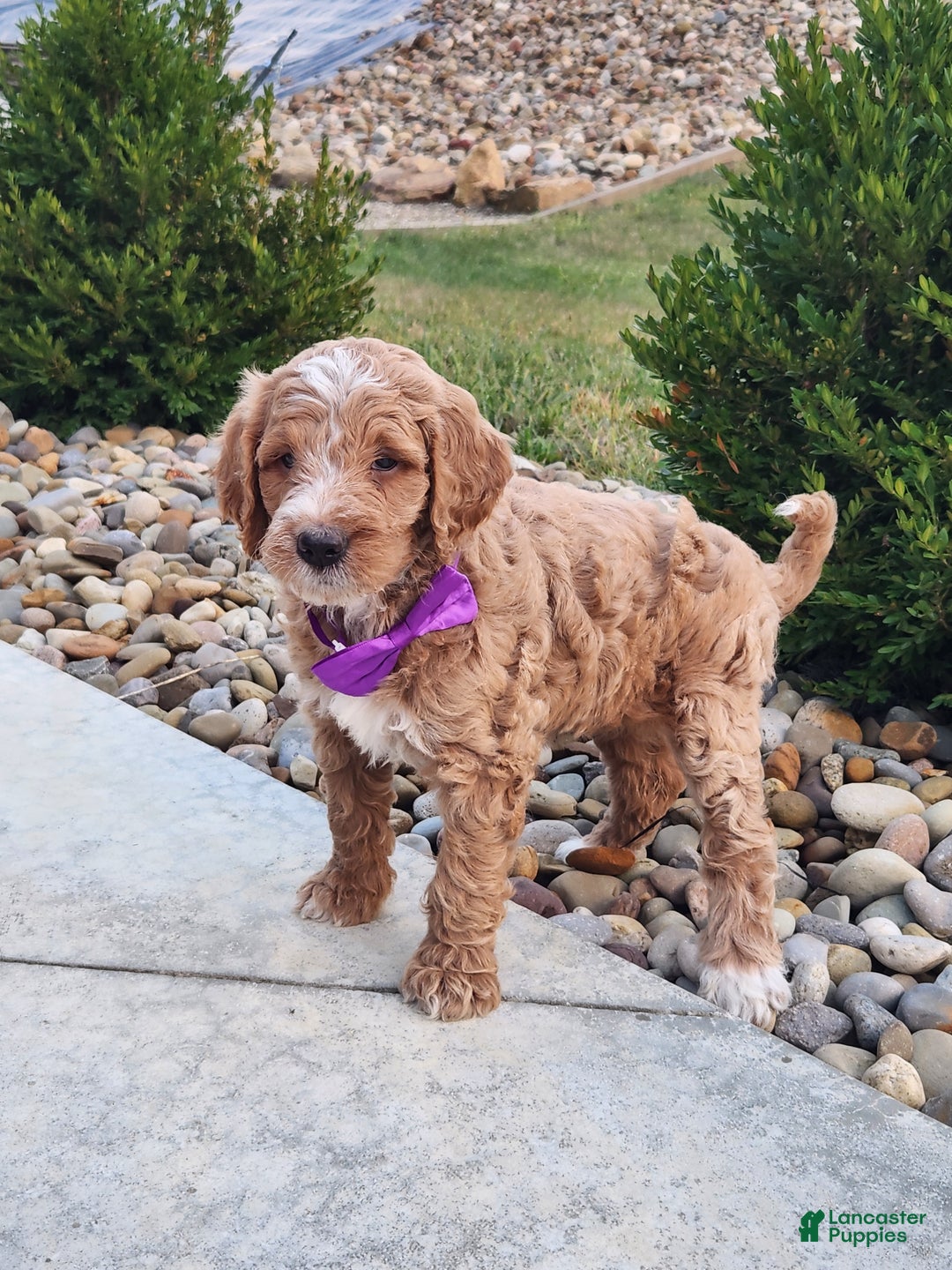 Goldendoodle dogs for sale: Daisy - Ad 10