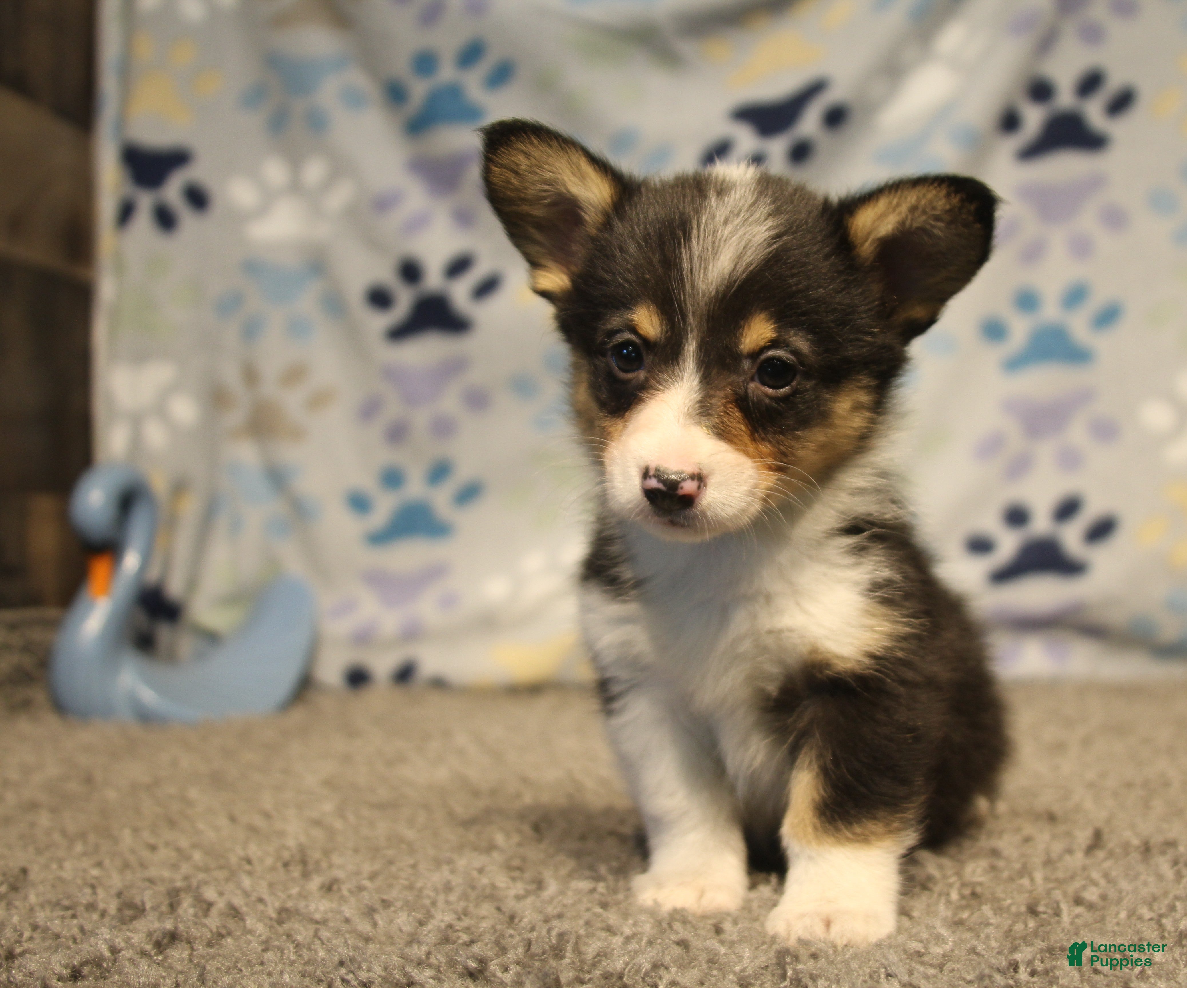 Welsh Corgi Pembroke dogs for sale: Avery - Ad 8