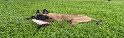 Belgian Malinois dogs for sale: Belgian Malinois 4 - Ad 7