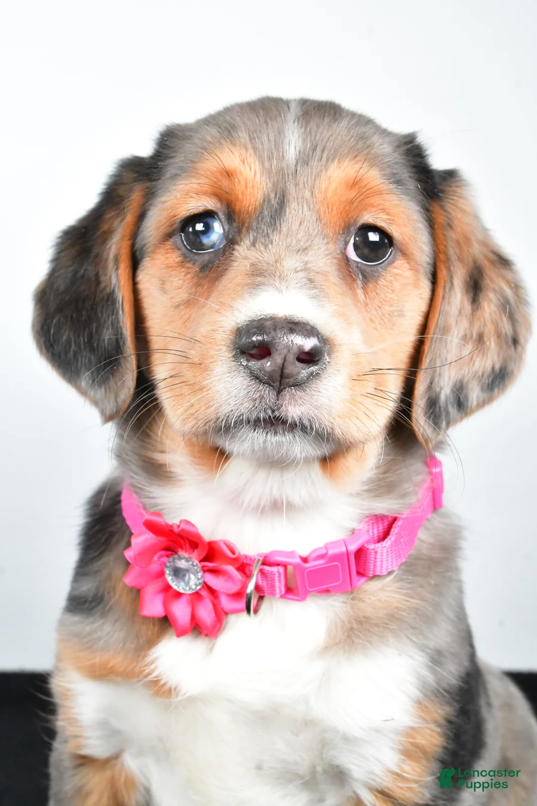 Mixed Breed dogs for sale: Tabbi - Ad 8