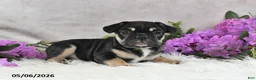 French Bulldog dogs for sale: Hero - Ad 1