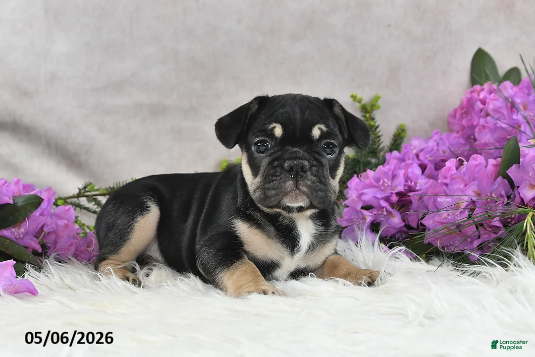 French Bulldog dogs for sale: Hero - Ad 1