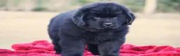 Newfoundland dogs for sale: Theo - Ad 15