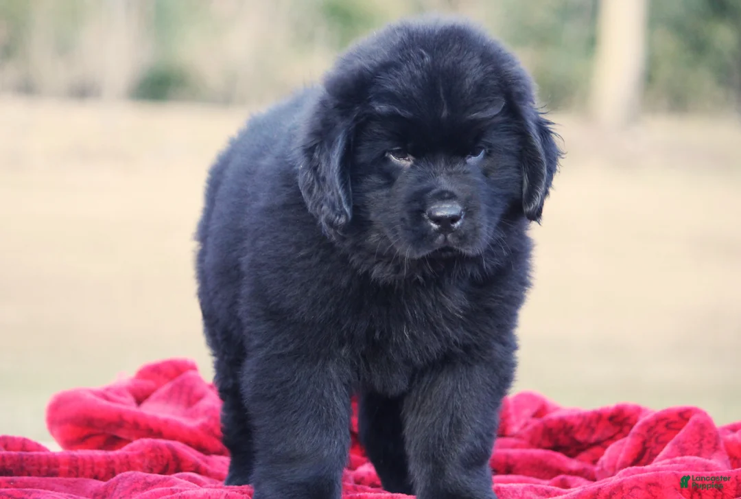 Newfoundland dogs for sale: Theo - Ad 15