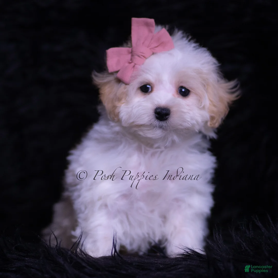 Maltipoo dogs for sale: Missy - Ad 1