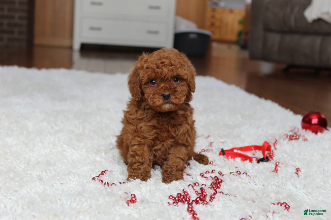 Toy Poodle dogs for sale: Tiny Asher - Ad 10