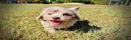 Havapoo dogs for sale: Ozzie - Ad 10