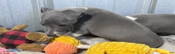 Italian Greyhound dogs for sale: Donut - Ad 5