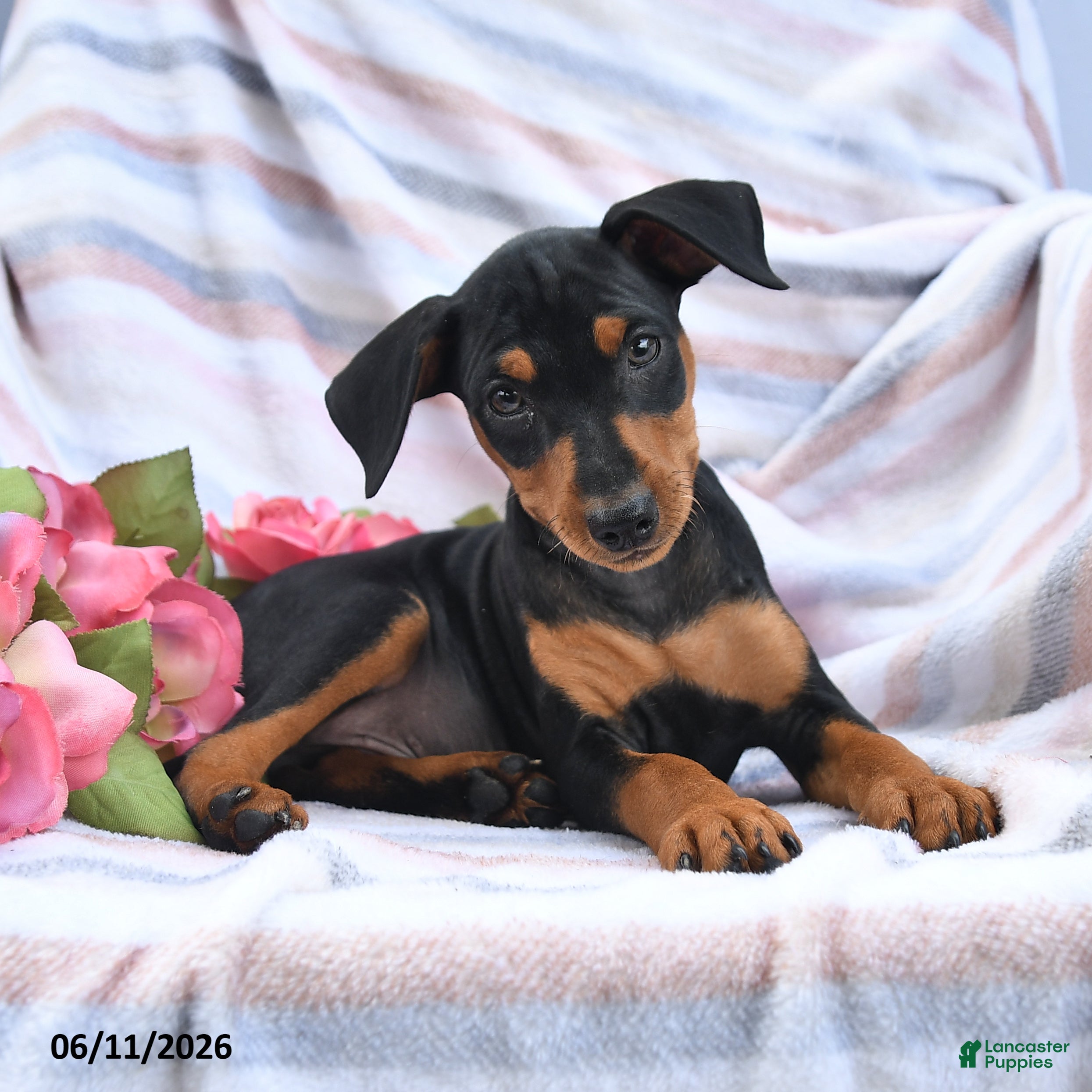 Miniature Pinscher dogs Carter - Ad 1