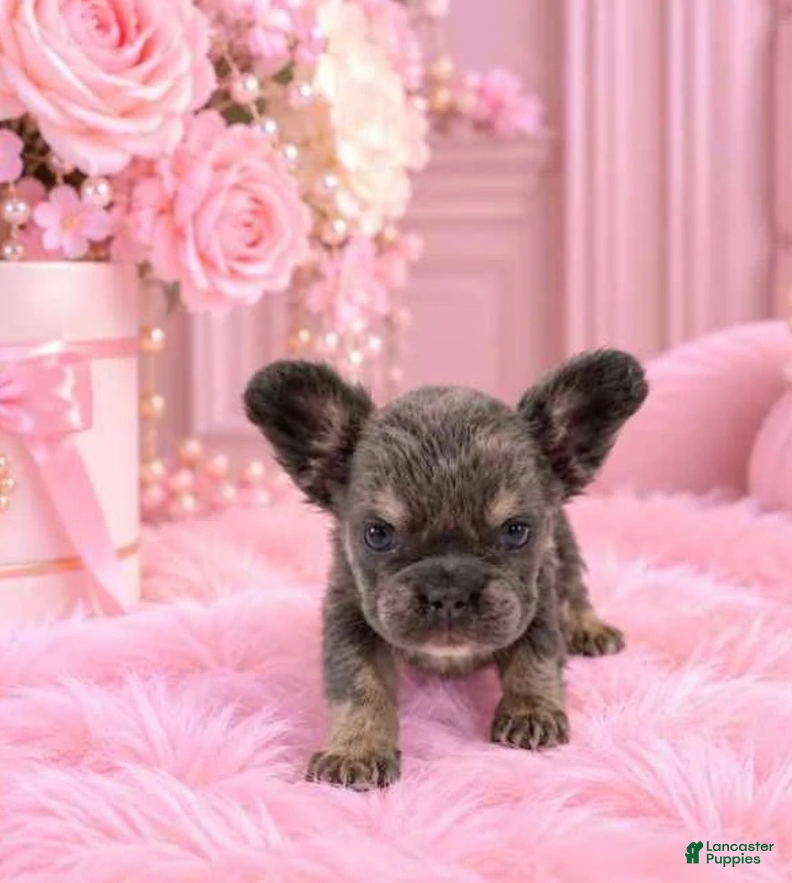 French Bulldog dogs Mini fluffy French Bulldog 1 - Ad 1