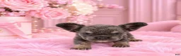 French Bulldog dogs for sale: Mini fluffy French Bulldog 1 - Ad 1