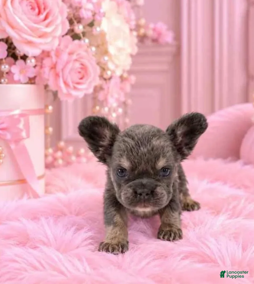 French Bulldog dogs for sale: Mini fluffy French Bulldog 1 - Ad 1