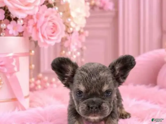 French Bulldog dogs for sale: Mini fluffy French Bulldog 1 - Ad 1
