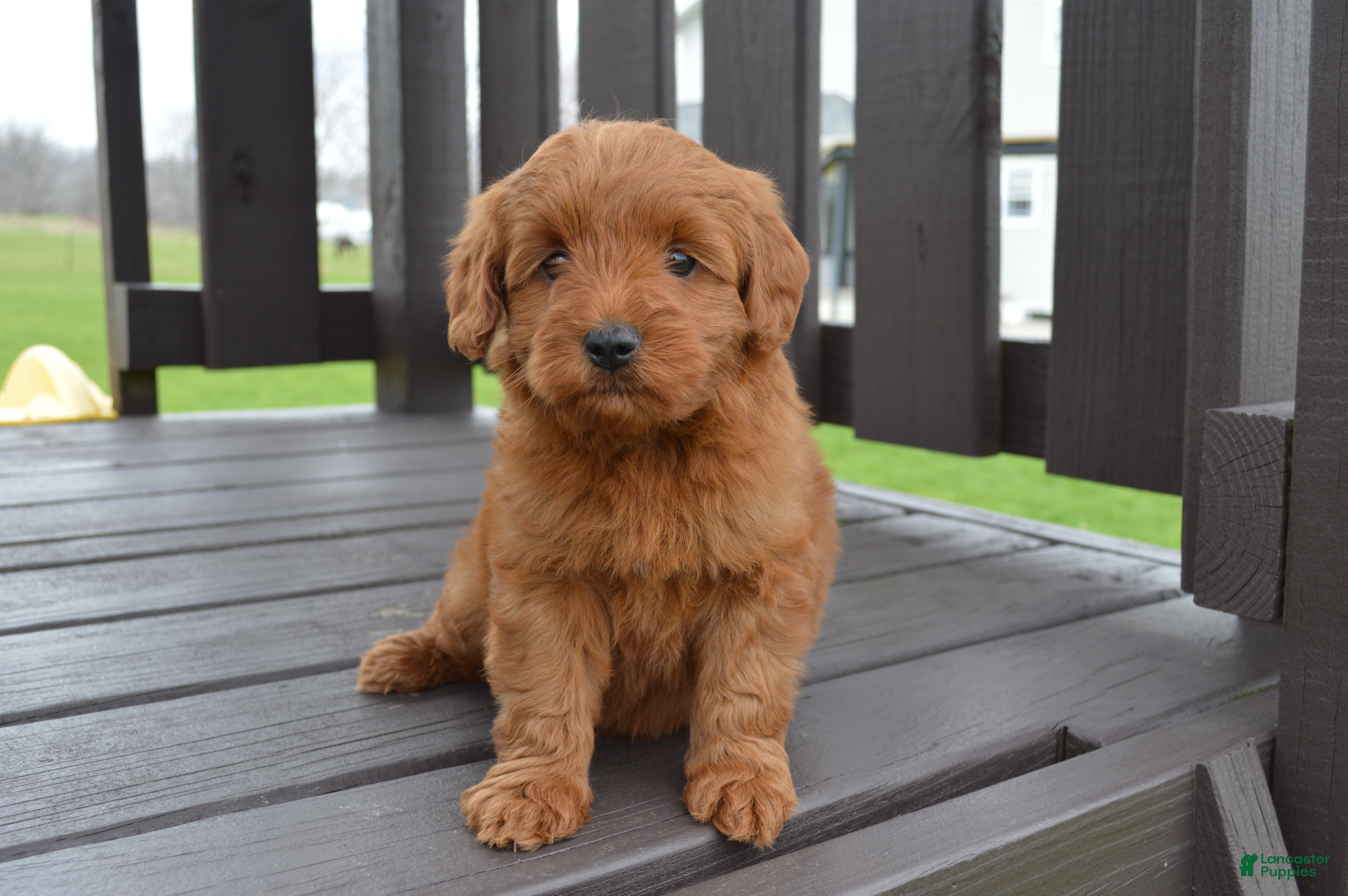 Mini Goldendoodle dogs Kobe - Ad 2