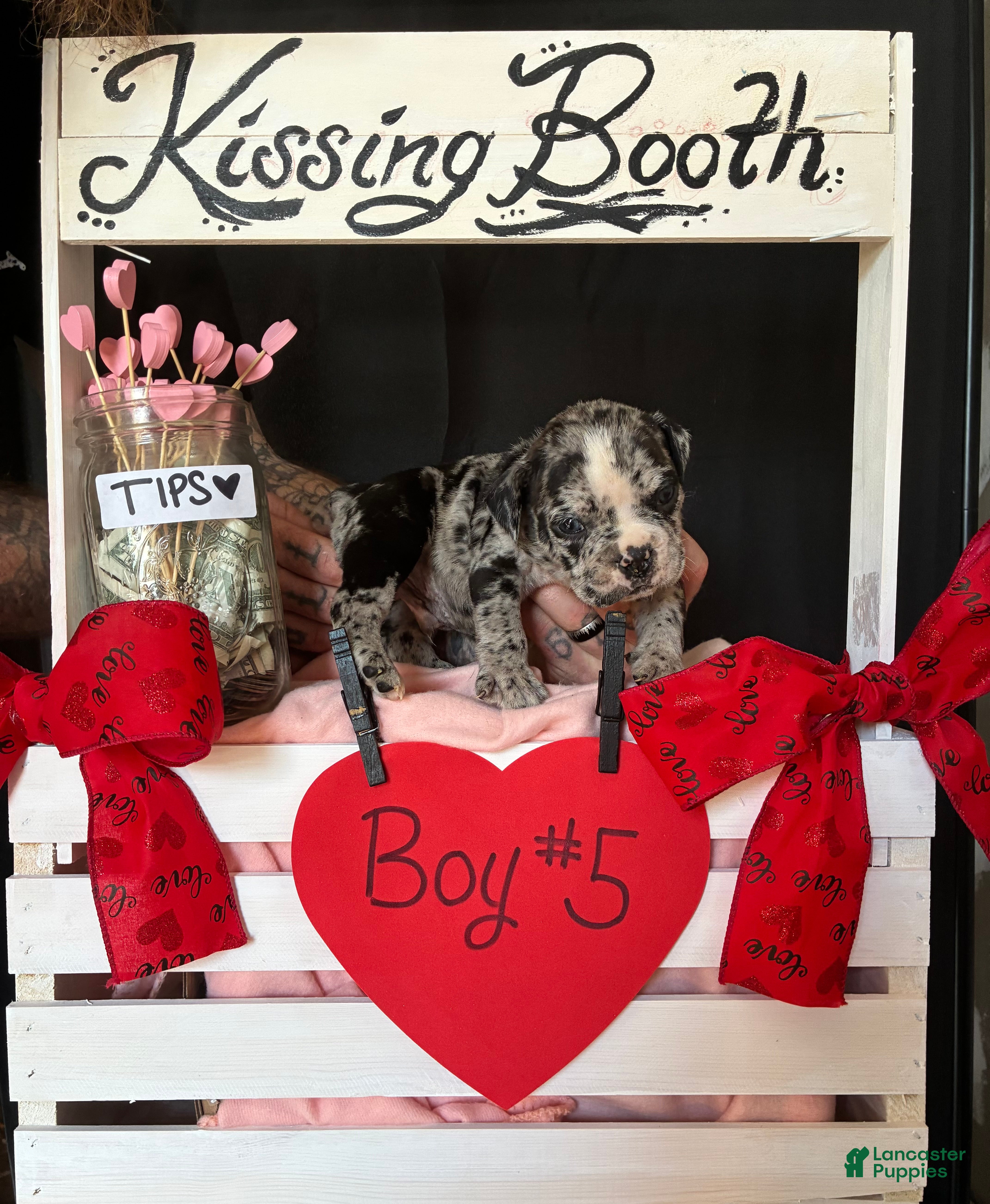 Olde English Bulldogge dogs Olde English Bulldogge Puppy 5 - Ad 24