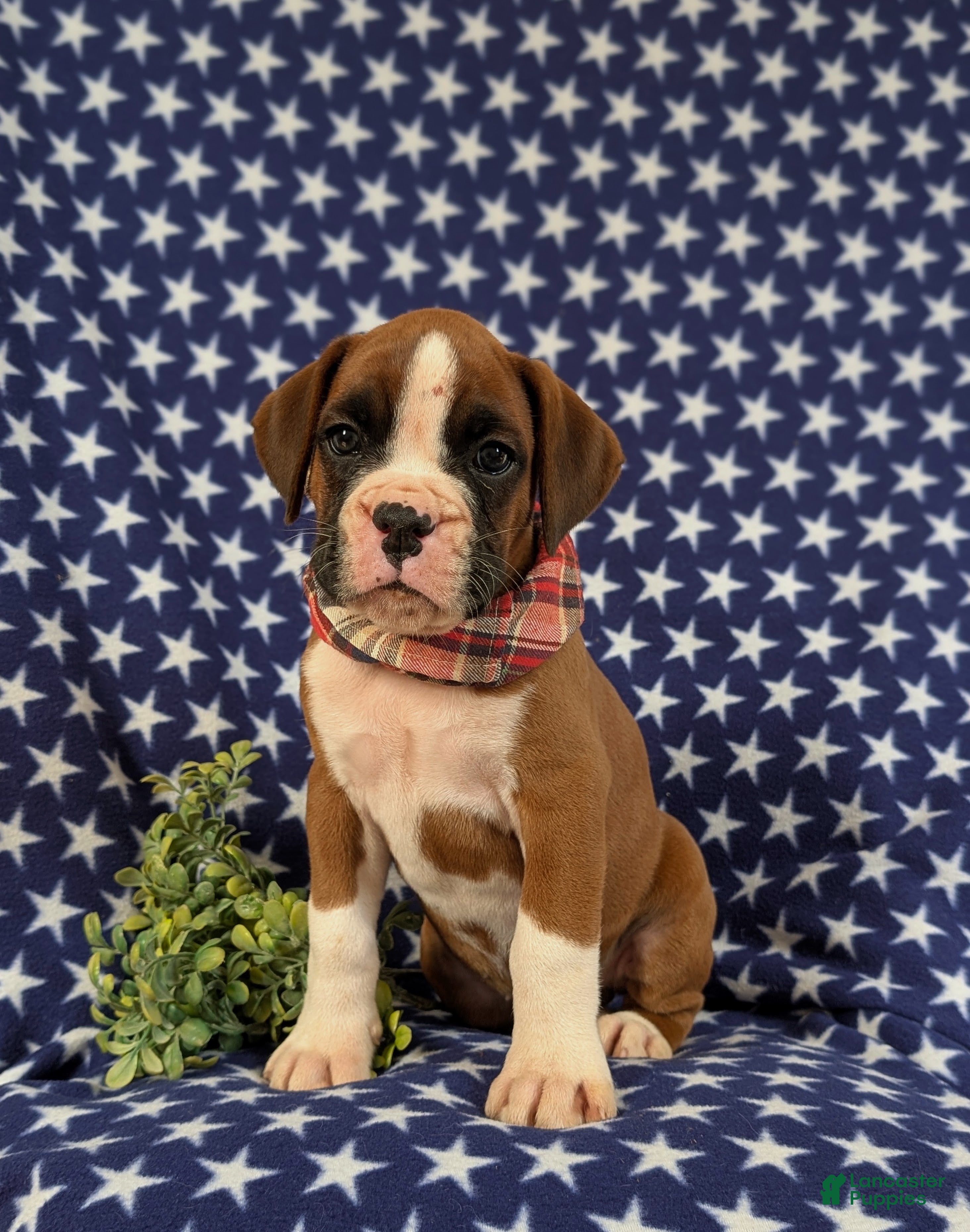 Boxer dogs Pacino - Ad 1