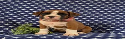 Boxer dogs for sale: Pacino - Ad 1