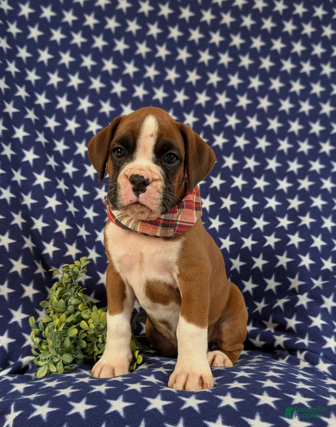 Boxer dogs for sale: Pacino - Ad 1