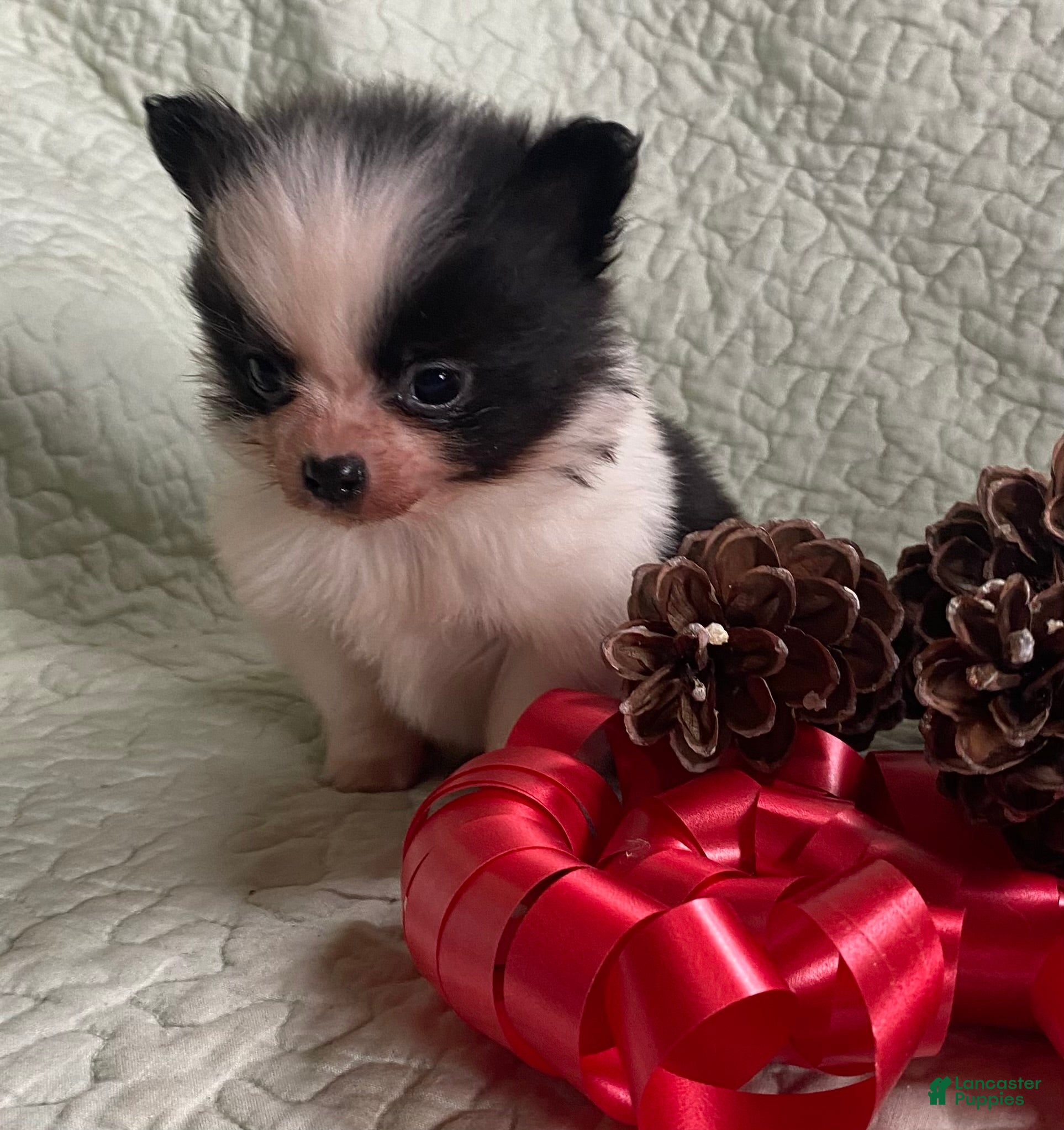 Pomchi dogs Toby  - Ad 8