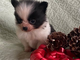 Pomchi dogs Toby - Ad 5