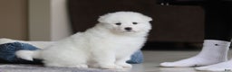 Samoyed dogs for sale: Poppy - Ad 10