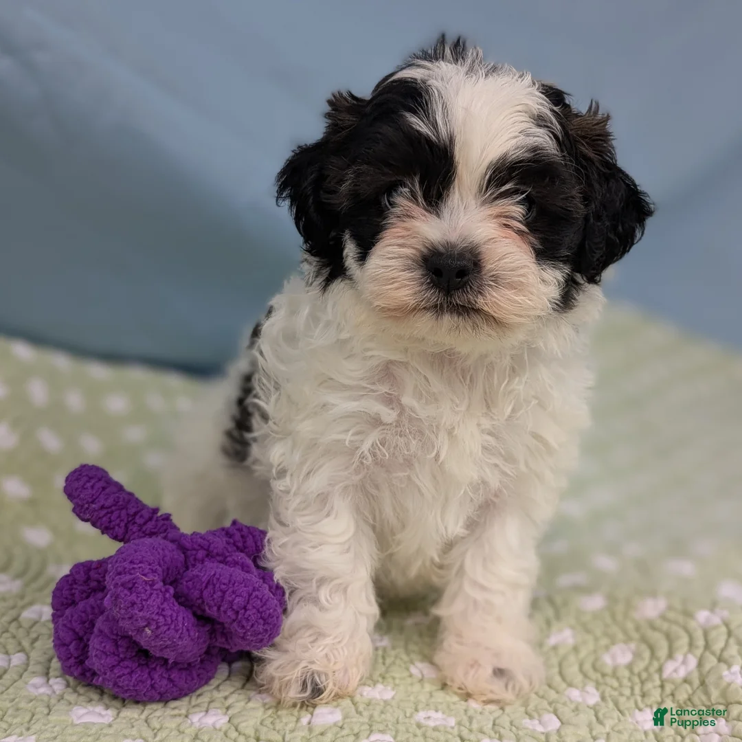 Teddy Bear dogs for sale: Sparrow - Ad 1