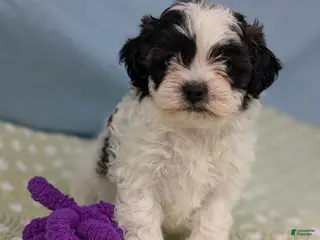 Teddy Bear dogs Sparrow - Ad 35