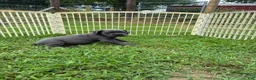Cane Corso dogs for sale: Cane Corso Puppy 10 - Ad 3